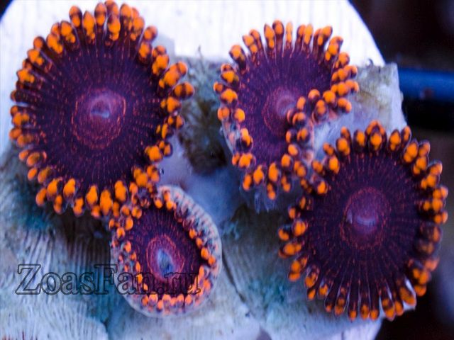 Orange Quazar